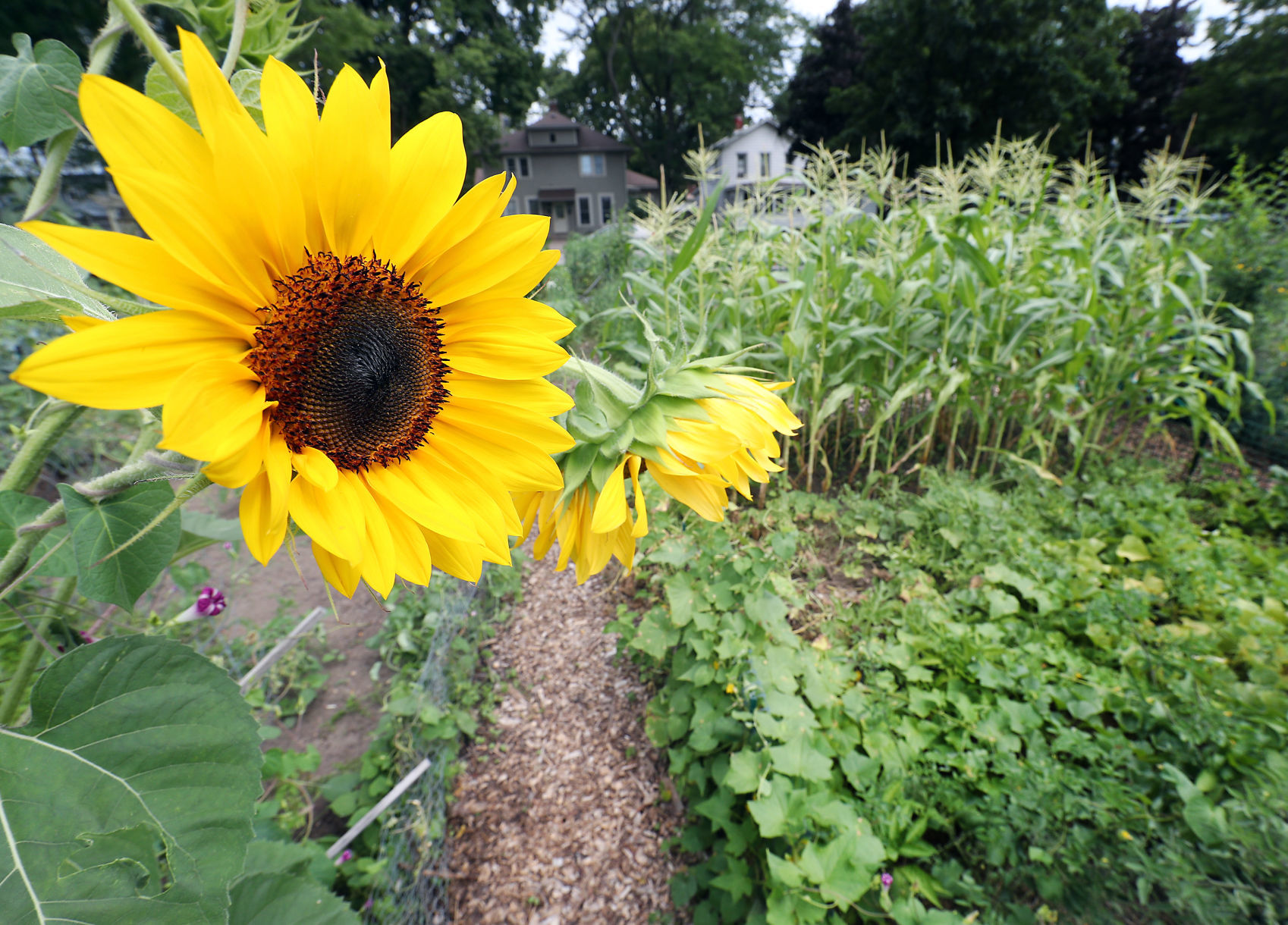 Garden Tour